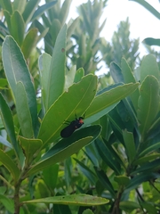 Huechys sanguinea