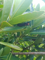 Huechys sanguinea