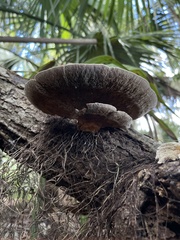 Media resource of Daedaleopsis confragosa