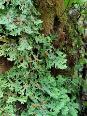 Pseudocyphellaria