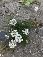 Glandularia sulphurea
