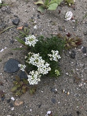 Glandularia sulphurea