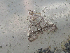 Dolicharthria bruguieralis