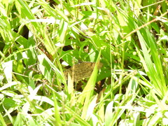 Anticarsia gemmatalis