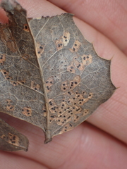 Coccomyces dentatus
