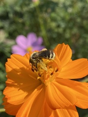 Melissodes microstictus