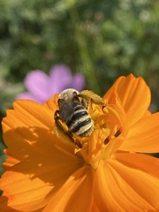 Melissodes microstictus