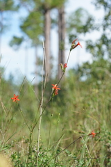 Silene subciliata