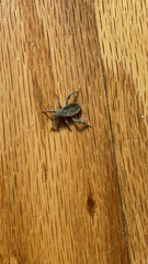 Reduvius personatus