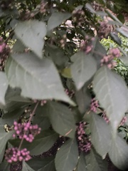 Callicarpa