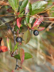 Aronia