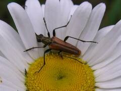 Cerambycidae