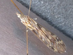 Tipula coquilletti