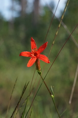 Silene subciliata