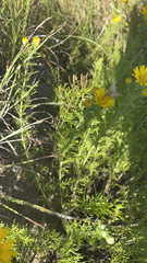 Xanthisma spinulosum