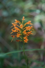 Platanthera chapmanii