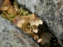 Hydrangea