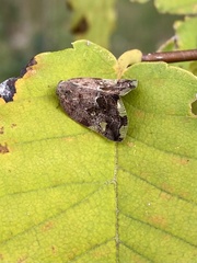 Ricania speculum