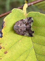 Ricania speculum