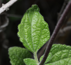 Ageratum tehuacanum