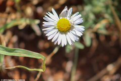 Aphanostephus skirrhobasis