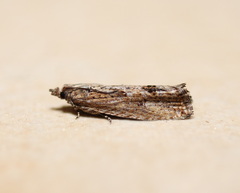 Strepsicrates semicanella