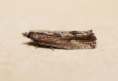 Strepsicrates semicanella