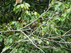 Galbalcyrhynchus leucotis