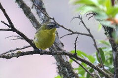 Thlypopsis superciliaris