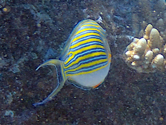 Acanthurus lineatus