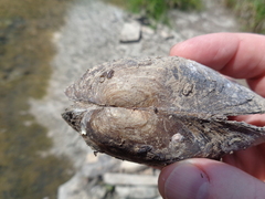 Utterbackia imbecillis