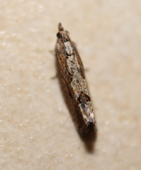 Strepsicrates semicanella