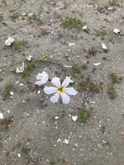 Leucocoryne appendiculata