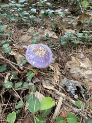 Cortinarius iodes