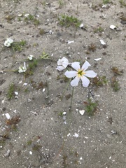 Leucocoryne appendiculata