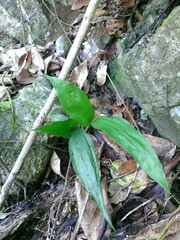 Tropidia polystachya