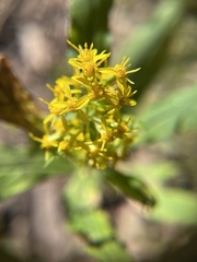 Solidago curtisii