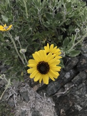 Encelia canescens