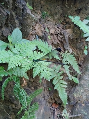 Psolodesmus mandarinus dorothea