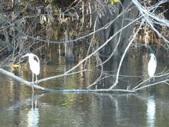 Pilherodius pileatus