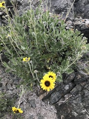 Encelia canescens