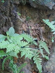 Psolodesmus mandarinus dorothea