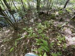 Amauropelta noveboracensis