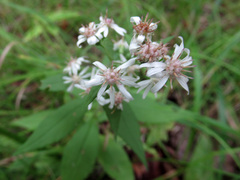 Symphyotrichum lateriflorum