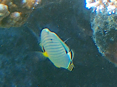 Chaetodon lunulatus