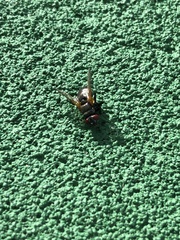 Gymnoclytia