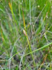 Eleocharis obtusa