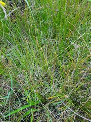 Eleocharis obtusa