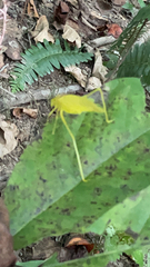 Amblycorypha oblongifolia