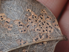 Coccomyces dentatus